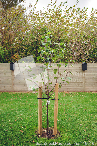 Image of New planted apple tree in a garden