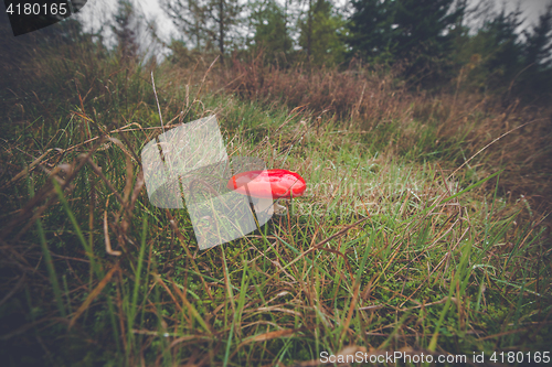 Image of Amanita Muscaria mushroom in green grass