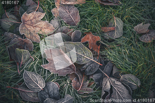 Image of Frozen leaves from various trees