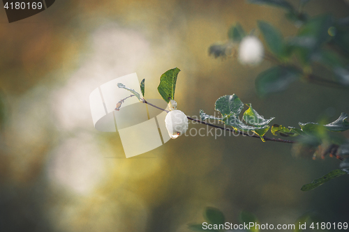 Image of Snowberry hanging on a small twig