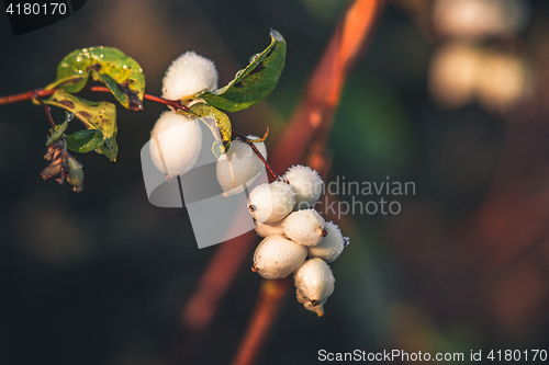 Image of White snowberries on a branch