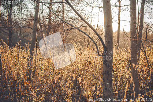 Image of Nettles in the morning sunrise