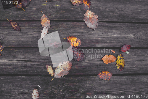 Image of Colorful autumn leaves in the fall