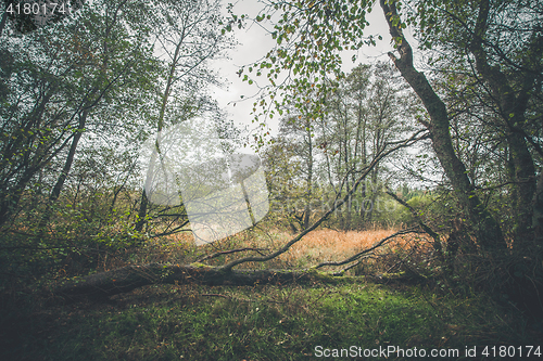 Image of Fallen tree in autumn landscape