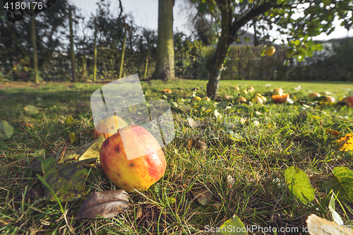 Image of Apples in autumn colors on the ground