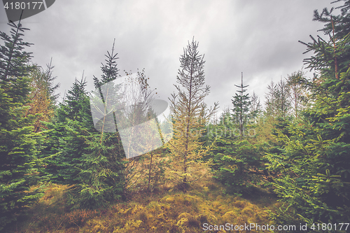 Image of Cloudy weather in a pine tree forest