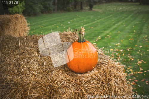 Image of Pumpkin in rural environment