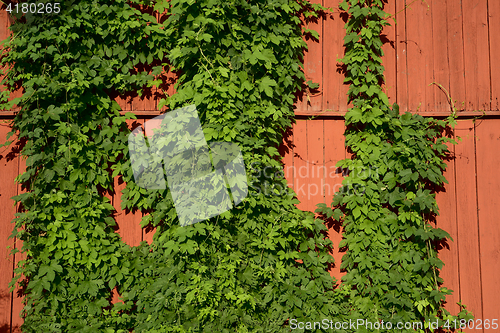 Image of ivy on a red wooden wall