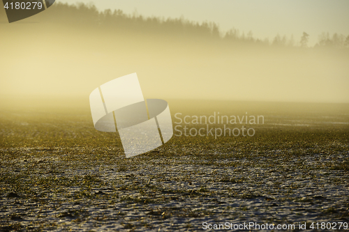 Image of dense fog over a field in winter