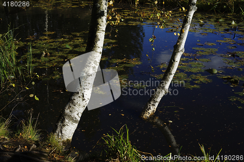 Image of birch on the bank of a pond