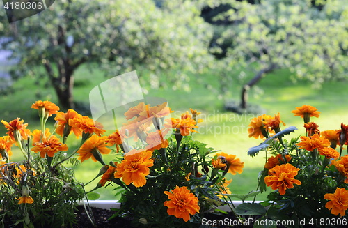 Image of marigolds on the background of a garden