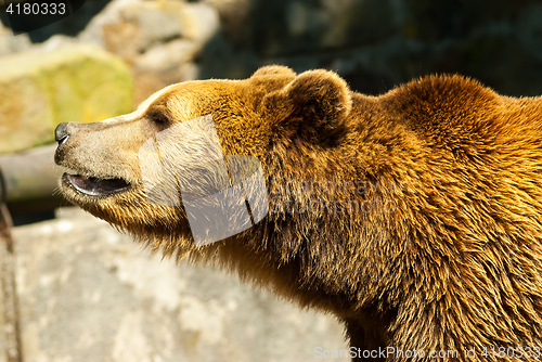 Image of brown bear in summer day