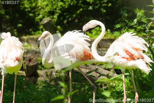 Image of Pink flamingos in summer day