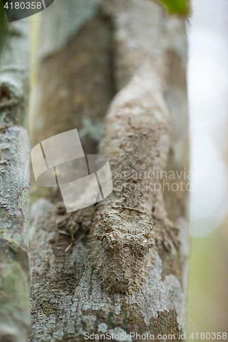 Image of masked mossy leaf-tailed gecko