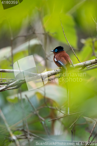 Image of Madagascar Paradise-flycatcher, Terpsiphone mutata