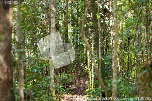 Image of Rainforest in Madagascar, Andasibe Toamasina Province