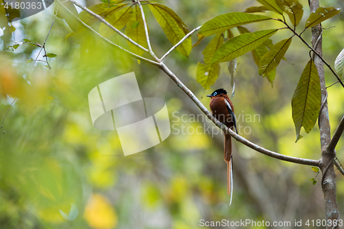 Image of Madagascar Paradise-flycatcher, Terpsiphone mutata