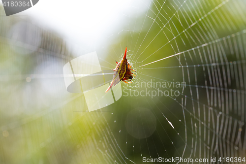 Image of Spiny orb-weaver or crab spider