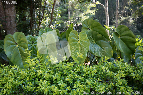 Image of Rainforest in Madagascar, Andasibe Toamasina Province