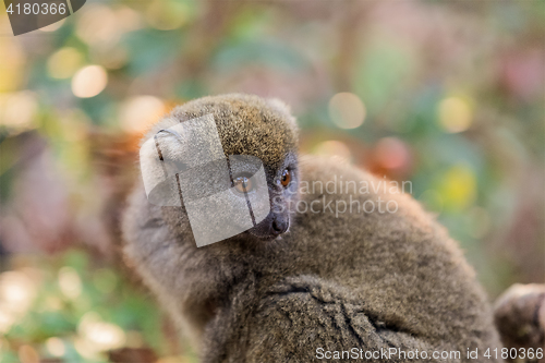 Image of Eastern lesser bamboo lemur (Hapalemur griseus)