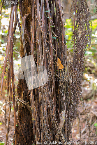 Image of tree trunk in typical rainforest in Madagascar