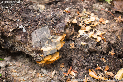 Image of mushroom on the trunk in madagascar rainforest