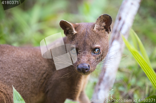 Image of carnivorous mammal Fossa (Cryptoprocta ferox)