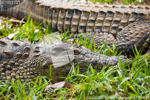 Image of Madagascar Crocodile, Crocodylus niloticus