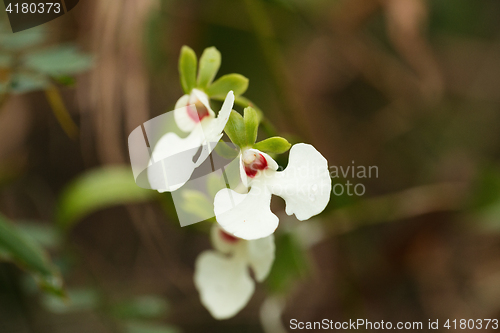 Image of White orchid flower in madagascar rainforest