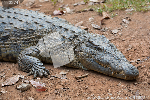 Image of Madagascar Crocodile, Crocodylus niloticus