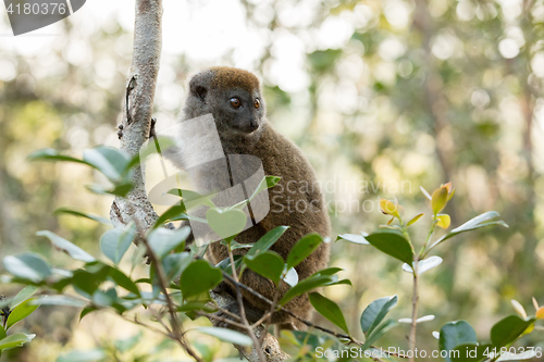 Image of Eastern lesser bamboo lemur (Hapalemur griseus)