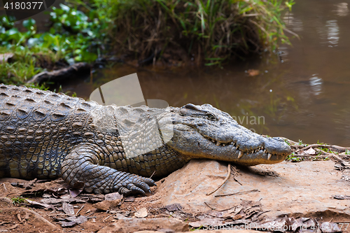 Image of Madagascar Crocodile, Crocodylus niloticus