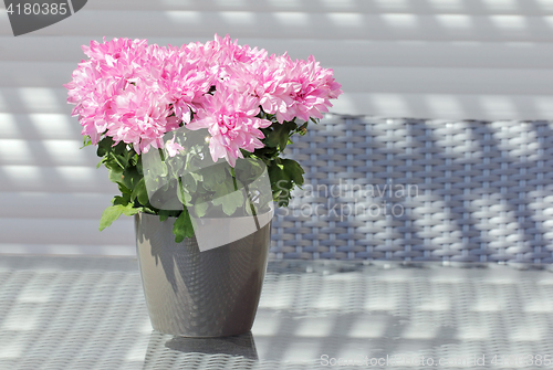 Image of Pink Potted Asters Flowers