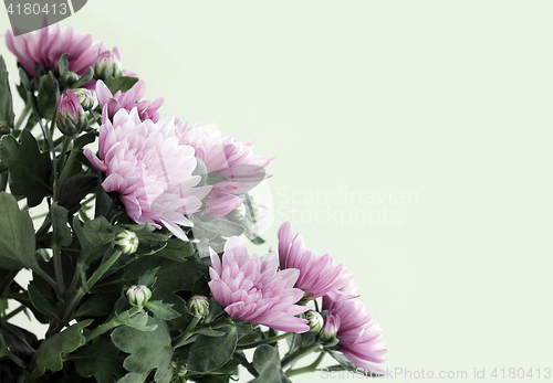 Image of Beautiful Pink Asters