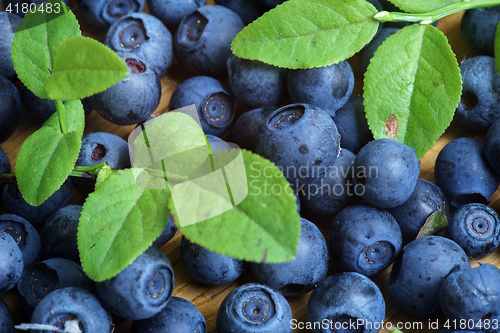 Image of Bilberry Close Up