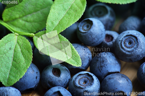 Image of Bilberry Close Up