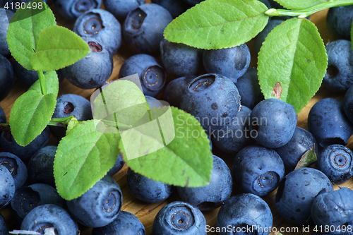 Image of Bilberry Close Up