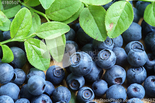 Image of Bilberry Close Up