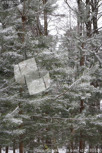 Image of  sharp pine needles with snow