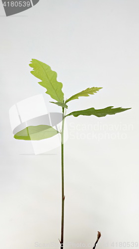 Image of sprout oak seedling from acorn