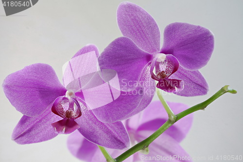 Image of  orchid flowers resemble fanged mouth 