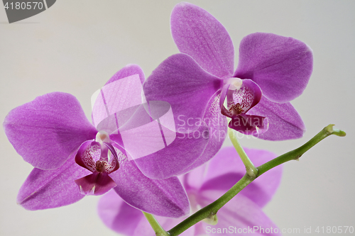 Image of  phalaenopsis pink flowers close to