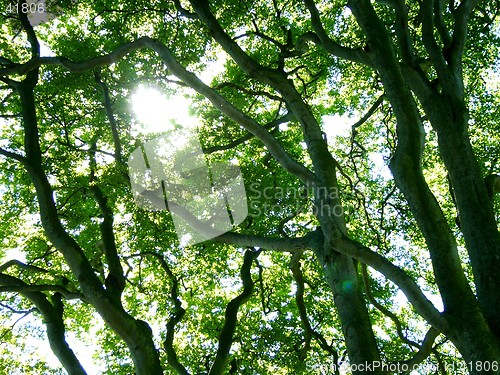 Image of Forest with sun