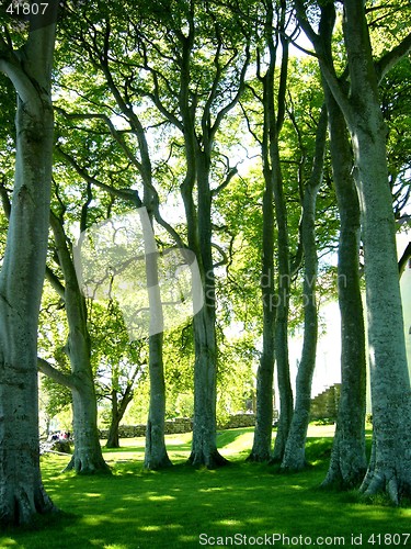Image of Forest