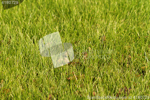 Image of Green grass