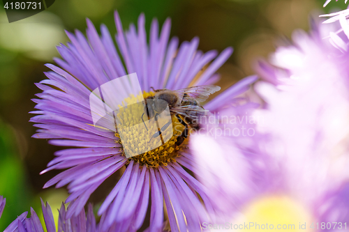 Image of Bee on the flower