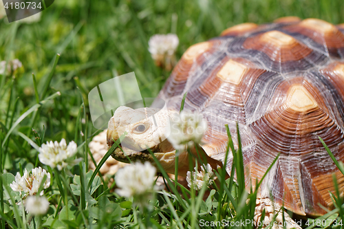 Image of African Spurred Tortoise