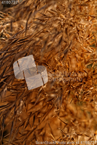 Image of Gold grass