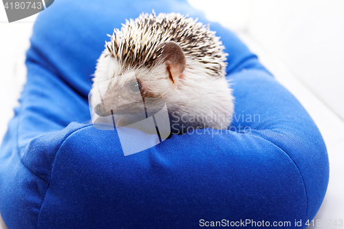 Image of Cute hedgehog