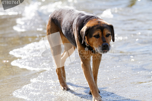 Image of Rottweiler dog